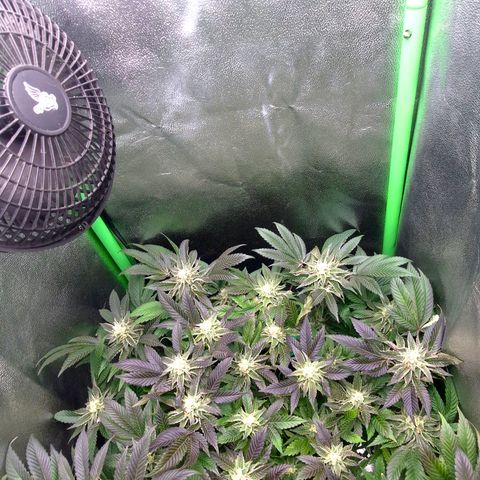 Agatha growlog timeline photo