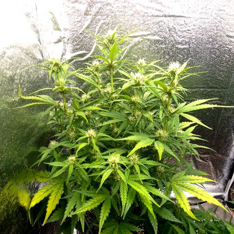 Agatha growlog timeline photo