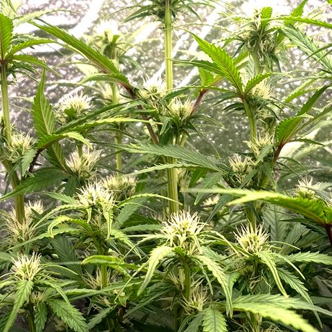 Agatha growlog timeline photo