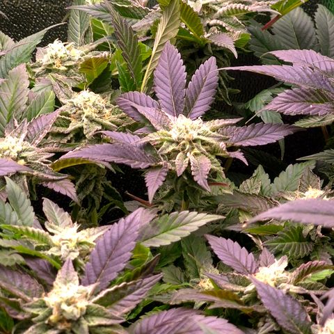 Agatha growlog timeline photo