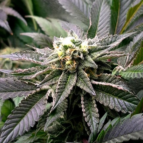 Agatha growlog timeline photo