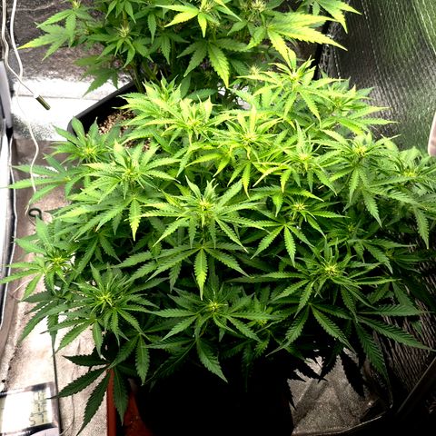 Agatha growlog timeline photo