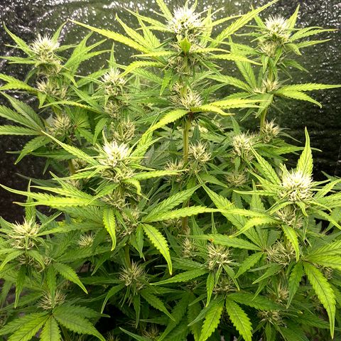 Agatha growlog timeline photo
