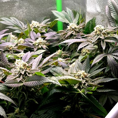 Agatha growlog timeline photo