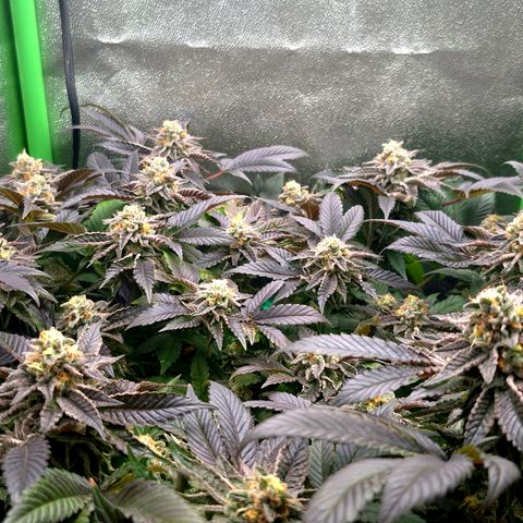 Agatha growlog timeline photo