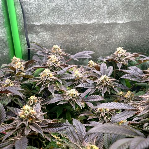 Agatha growlog timeline photo