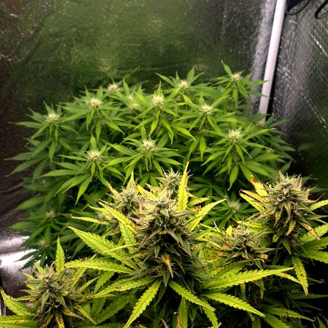 Agatha growlog timeline photo