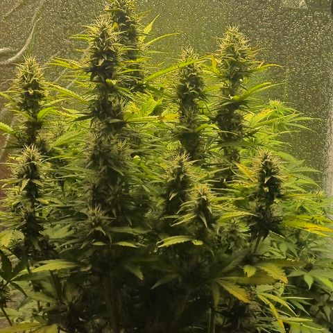 Agatha growlog timeline photo