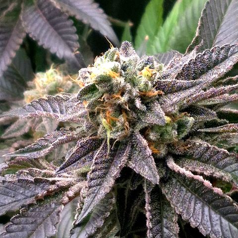 Agatha growlog timeline photo