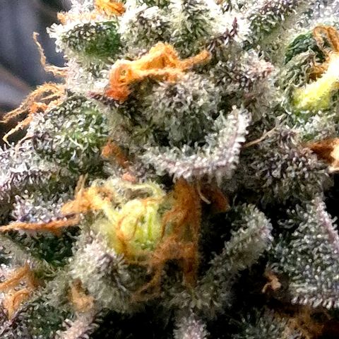 Agatha growlog timeline photo