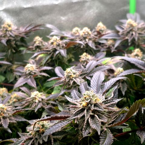 Agatha growlog timeline photo