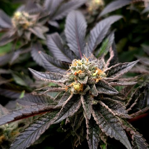 Agatha growlog timeline photo
