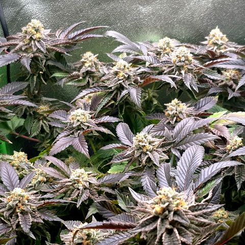 Agatha growlog timeline photo