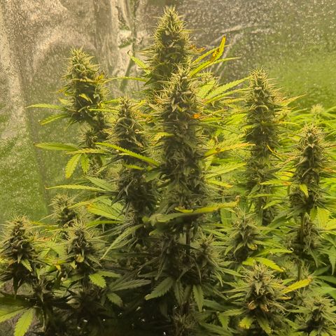 Agatha growlog timeline photo
