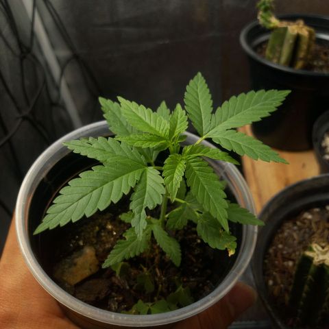 Miracle growlog timeline photo
