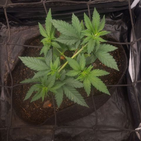 Miracle growlog timeline photo