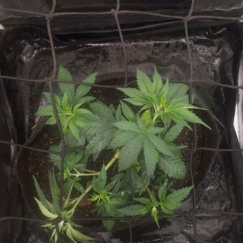 Miracle growlog timeline photo