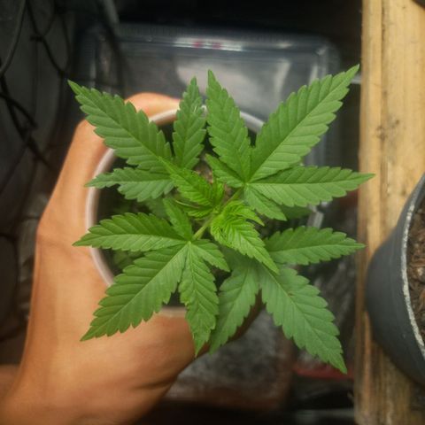 Miracle growlog timeline photo