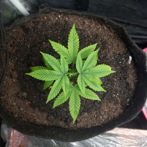 Miracle growlog timeline photo