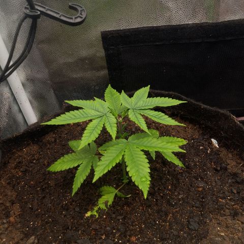 Miracle growlog timeline photo