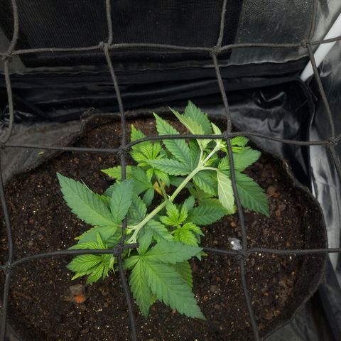 Miracle growlog timeline photo
