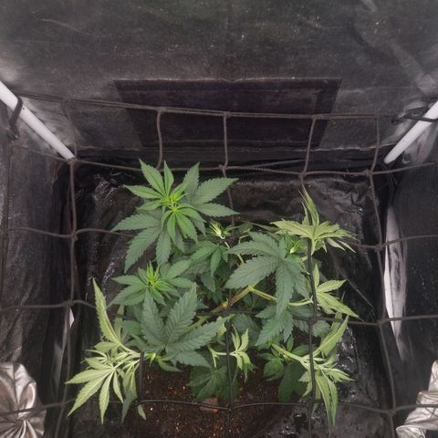Miracle growlog timeline photo