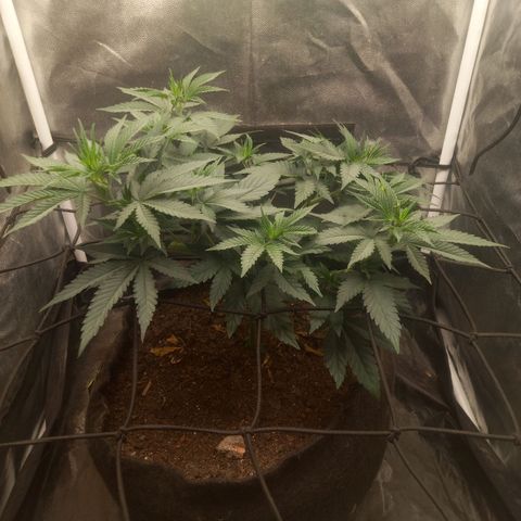 Miracle growlog timeline photo