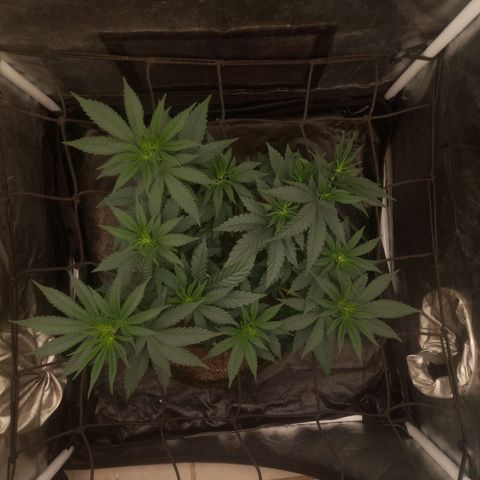 Miracle growlog timeline photo