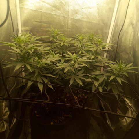 Miracle growlog timeline photo