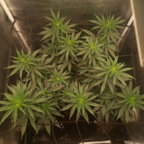 Miracle growlog timeline photo