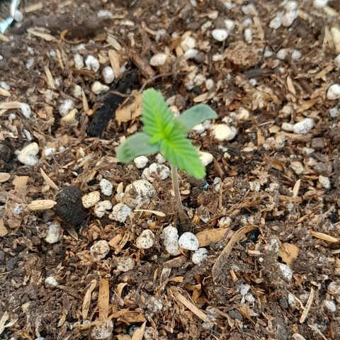  Critical XXL Fast growlog timeline photo