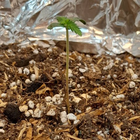  Critical XXL Fast growlog timeline photo