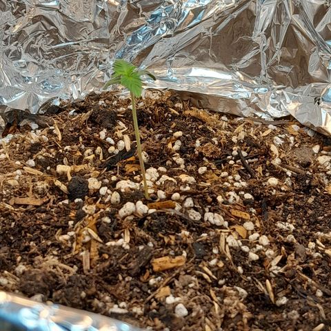  Critical XXL Fast growlog timeline photo