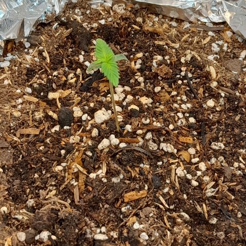  Critical XXL Fast growlog timeline photo