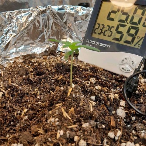  Critical XXL Fast growlog timeline photo