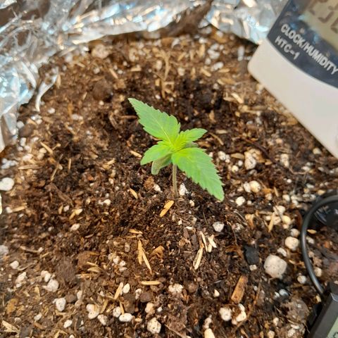  Critical XXL Fast growlog timeline photo