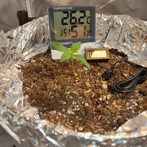  Critical XXL Fast growlog timeline photo