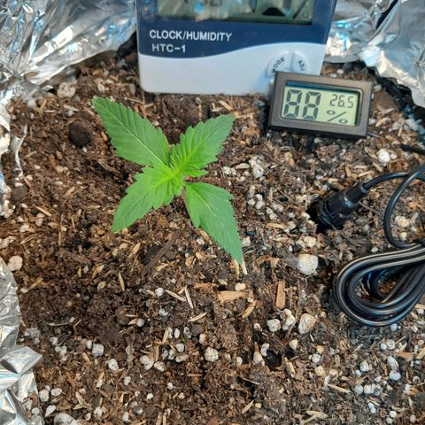  Critical XXL Fast growlog timeline photo