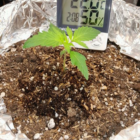  Critical XXL Fast growlog timeline photo