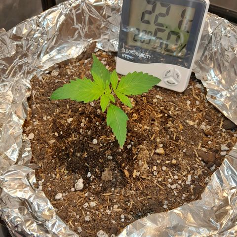  Critical XXL Fast growlog timeline photo