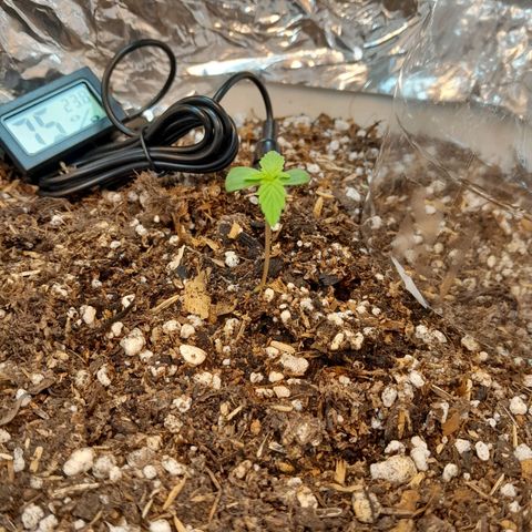 Auto Purple Punch growlog timeline photo