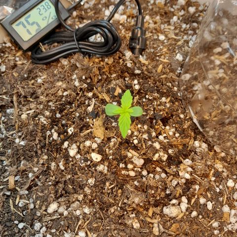 Auto Purple Punch growlog timeline photo