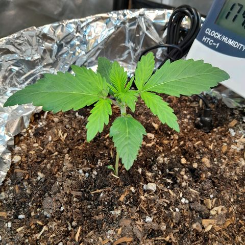  Critical XXL Fast growlog timeline photo