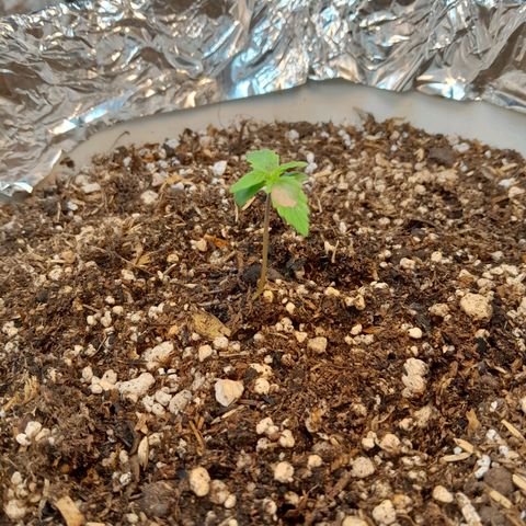 Auto Purple Punch growlog timeline photo