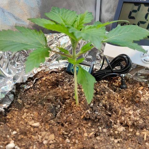  Critical XXL Fast growlog timeline photo