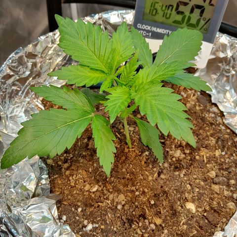  Critical XXL Fast growlog timeline photo