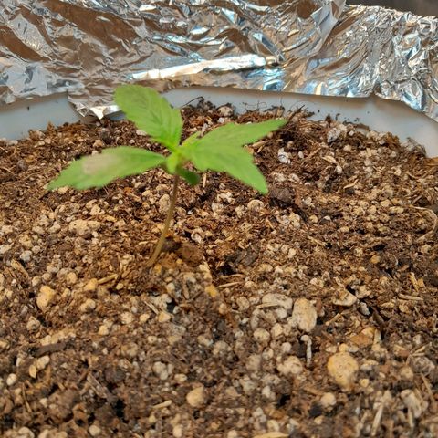 Auto Purple Punch growlog timeline photo