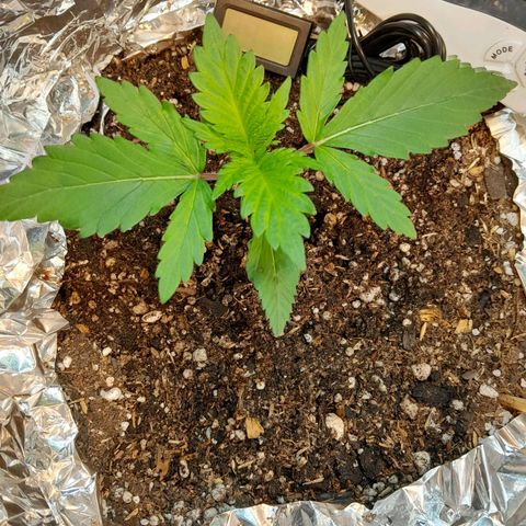  Critical XXL Fast growlog timeline photo