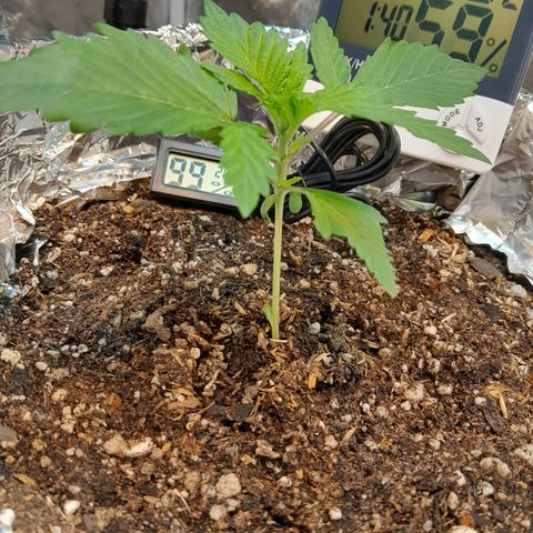  Critical XXL Fast growlog timeline photo