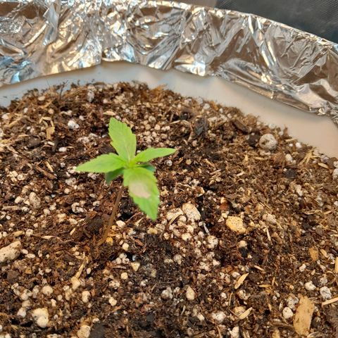 Auto Purple Punch growlog timeline photo